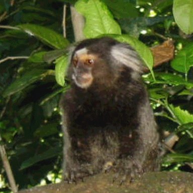 Macaco Sagui, Pão de Açúcar, Rio de Janeiro - Brazil
