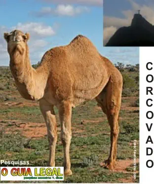 Camelo Dromedario