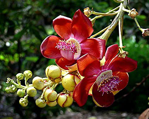 A “outra”  história do Abricó de macaco.