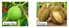 Jaca, Durian e Fruta-pão