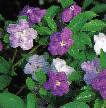 Manacá Tibouchina