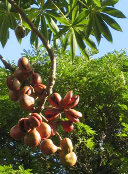 PLANTAS do RIO DE JANEIRO - CHICHÂ -STERCULIA FOETIDA
